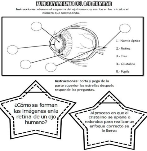 SOLVED Porfavor dónde va cada una u Y contesta las dos preguntas