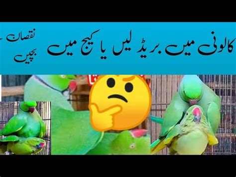 Kaluni Mein Breed Lene Ka Tarika Ringneck Breeding Tips Urdu Hindi