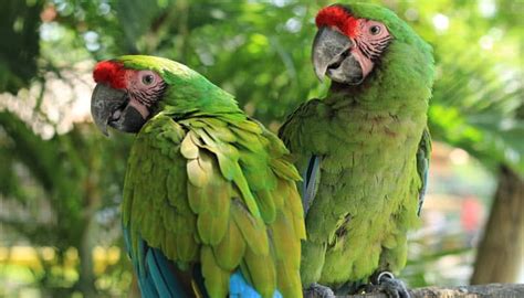 El Guacamayo Verde En Peligro De Extinci N Acciones De Conservaci N