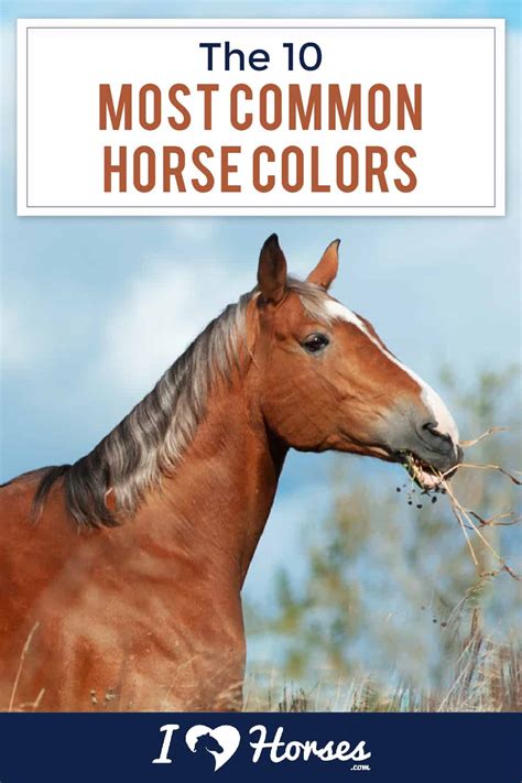 The 10 Most Common Horse Colors