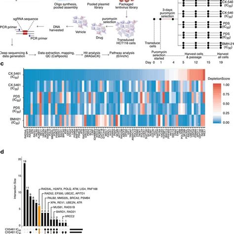 Pooled Crispr Cas Screens Reveal Genetic Determinants Of Sensitivity