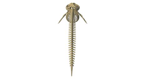 Fin Whale Skeleton - 3D Model by 3D Horse