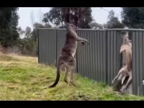 Драка кенгуру,скандал - YouTube