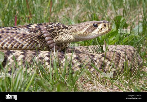 Sonajeros de una serpiente de cascabel fotografías e imágenes de alta ...