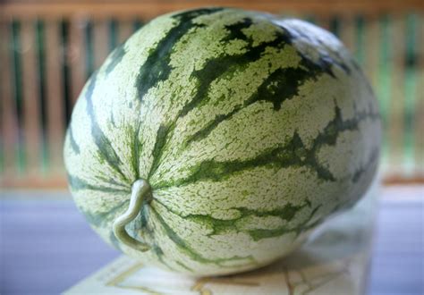 Red-N-Sweet Heirloom Watermelon Seeds (12-14 count) | southerngritmagazine