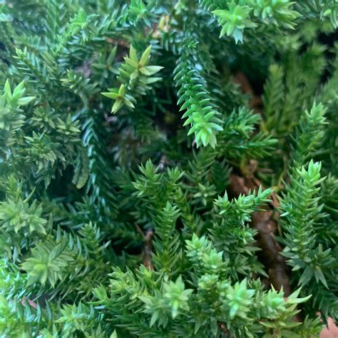 Juniperus procumbens, "Nana Juniper" – Mari's Gardens