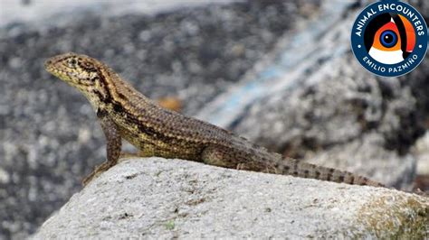 How To Get Rid Of Curly Tail Lizards? Update New - Achievetampabay.org