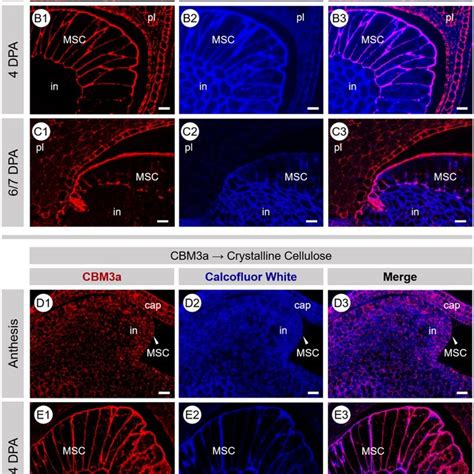 Fluorescence Micrographs Of Transverse Sections Of Developing P Ovata