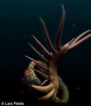 Watch Bizarre Dance Of 500 Million Year Old Naked Worm Daily Mail Online