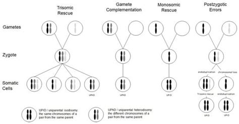 Prenatal Detection Of Uniparental Disomies Encyclopedia Mdpi