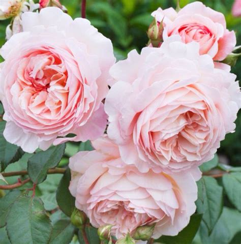 The Generous Gardener Climbing Rose Either Side Of Front Door