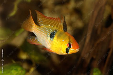 German Ram Cichlid Mikrogeophagus Ramirezi Aquarium Fish Butterfly