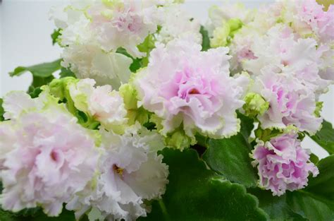 Фиалка Экстаз Фото – Telegraph