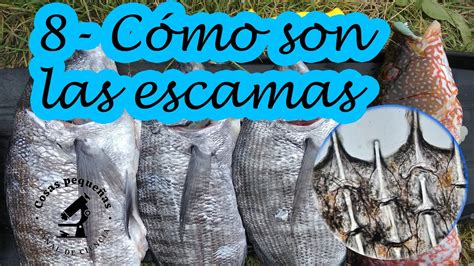 8 Cómo son las escamas de los peces YouTube