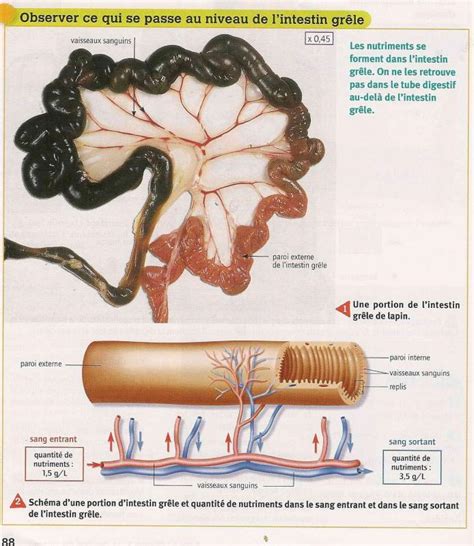 5° Alimentation Et Digestion Chez L Homme