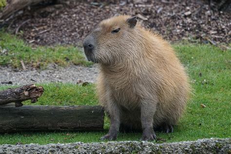 Capybara Rodent Herbivores LargestFree photo on Pixabay