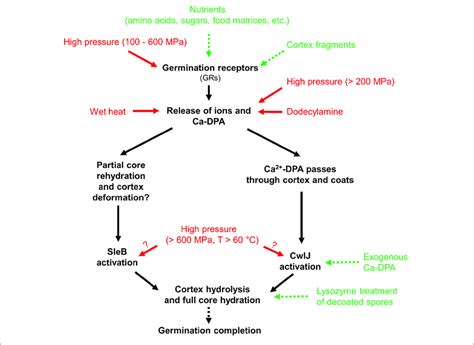 Overview Of Germination Stimuli And Proposed Germination Pathways Of Download Scientific