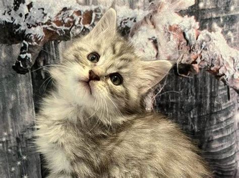 Chaton Maine Coon Loof Blue Silver Mackerel Tabby R Server Petite