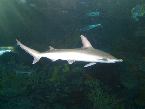 The Online Zoo - Bonnethead Shark