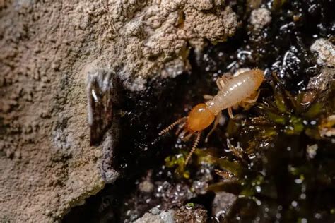 Do Termites Fly Debunking Myths And Facts About Termites In Northern