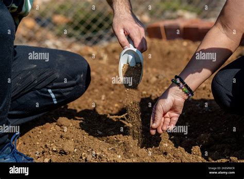 Hands Sowing Seeds Into The Soil Stock Photo Alamy