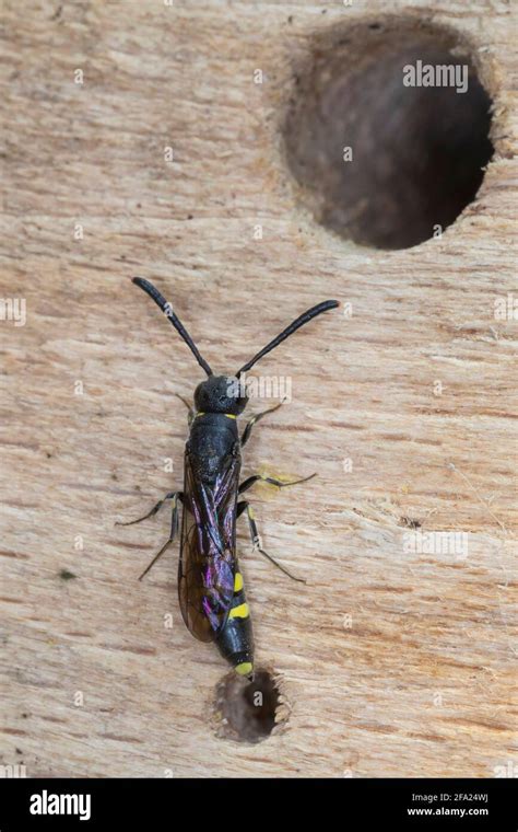 Common European Sapygid Wasp Sapyga Clavicornis Monosapyga