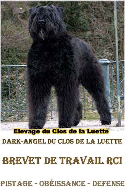 Elevage Bouvier Des Flandres Eleveur Bouvier Des Flandres Education Du