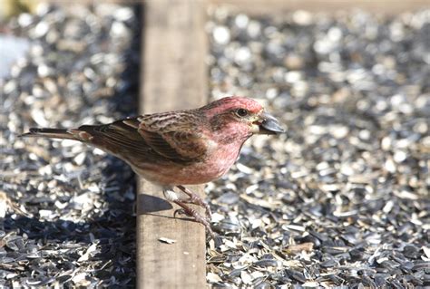 Bill Hubick Photography - Purple Finch (Carpodacus purpureus)