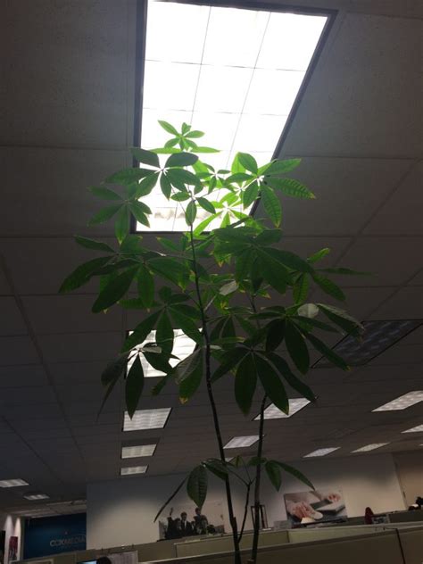 Schefflera Pruning Walter Reeves The Georgia Gardener