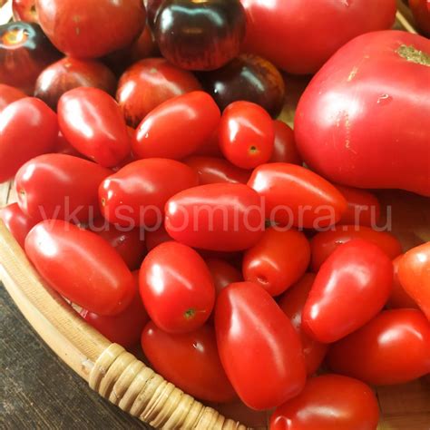 Купить семена томата сорт Красный клык