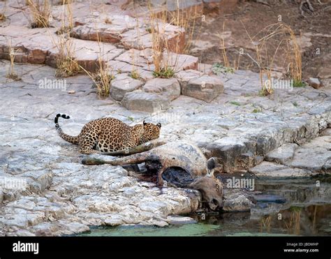 A male Leopard eating its kill a Sambar deer Stock Photo - Alamy