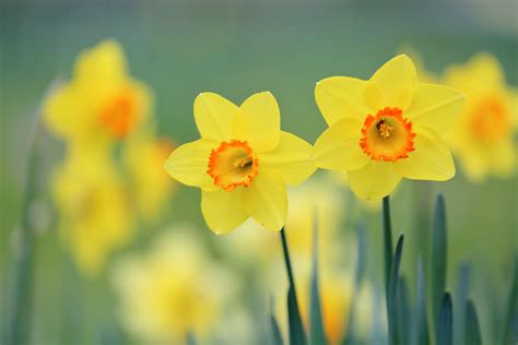 Yellow Summer Flowers Hd Flowers 4k Wallpapers Images 500+ Yellow