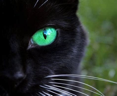 Black Cat Emerald Green Eyes Rainbow Cat Crazy Cats Beautiful Cats