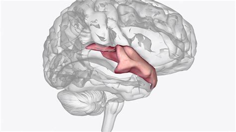 Premium Photo | Anterior part of right superior temporal gyrus