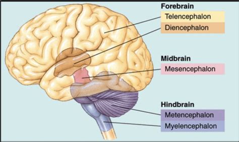 Intro To Neuro Anatomy And Phys Flashcards Quizlet