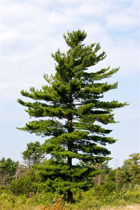 Pine Tree Scientific Name - Destinee-has-Sanford