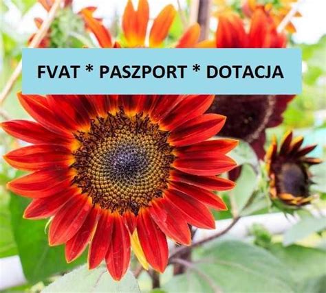 Słonecznik ozdobny nasiona RED SUN dotacja ARiMR paszport FVAT