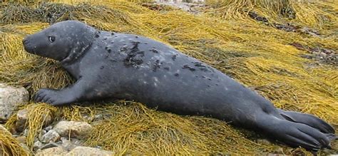 Grey Seal Pup Encounter In Nova Scotia