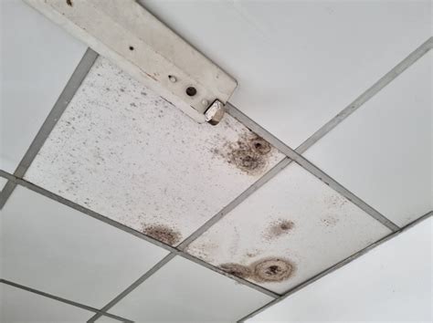 All The Signs Of Black Mold In Air Vents And What To Do About It