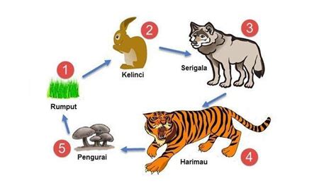 Kunci Jawaban Kelas 5 Sd Tema 5 Halaman 57 58 Dan 59 Subtema 2 Ekosistem Rantai Makanan