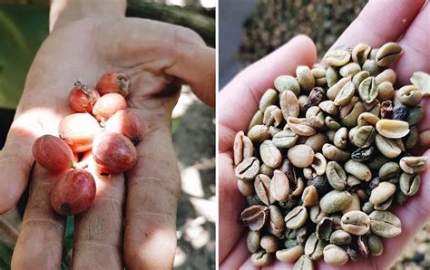 Liberica Coffee Beans: A Complete Guide • Bean Ground