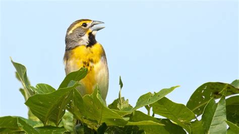 Dickcissel Bird Facts - Nesting, Mating Rituals, And Range - SongbirdHub