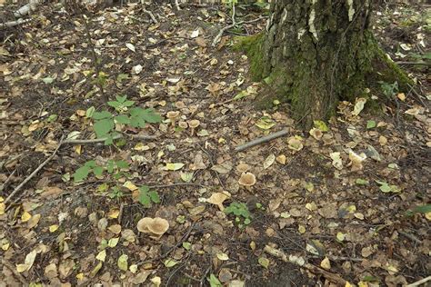 Mleczaj jelonek Atlas Grzybów