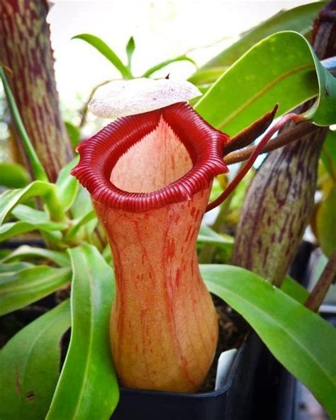 Nepenthes ventricosa: Cuidados de Planta Carnivora - Carnivoras de ...