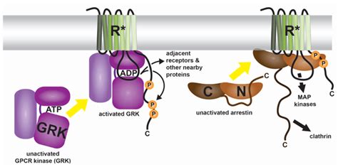 Structure And Function Of G Protein Coupled Receptor Kinases Grks