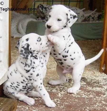 Dalmatian Puppy for sale – Dog Kennel