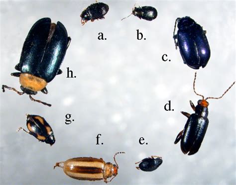 Flea Beetles Life Cycle