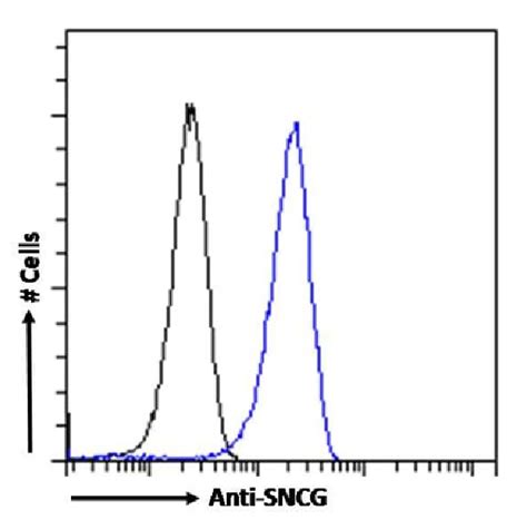 Gamma Synuclein Antibody SAIC 31A 10 Azide And BSA Free NBP3 20099