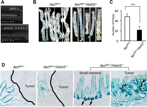 Tumor Onset In The Intestinal Tract Of Apcmin Vash Mice A