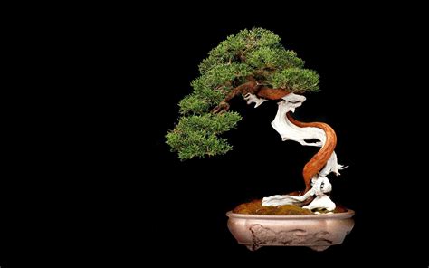 Japanese Bonsai Trees Wallpaper